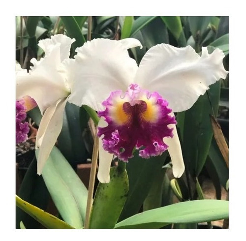 10 Mudas De Orquídea Cattleya - Adultas - Sortidas | Shopee Brasil