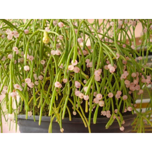 Sementes de Cacto Suculenta Rhipsalis baccifera Pink ou Cacto Macarrão |  Shopee Brasil