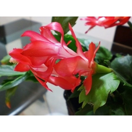 Flor De Seda Vermelha 10 Sementes De flor de maio | Shopee Brasil