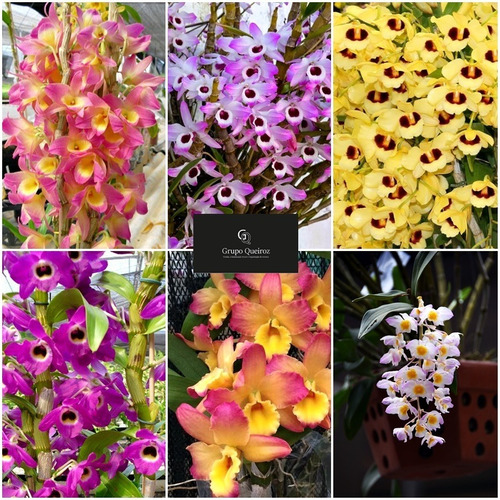 Orquídea Dendrobium Nobile Adulta Kit Com 03 Und | Shopee Brasil