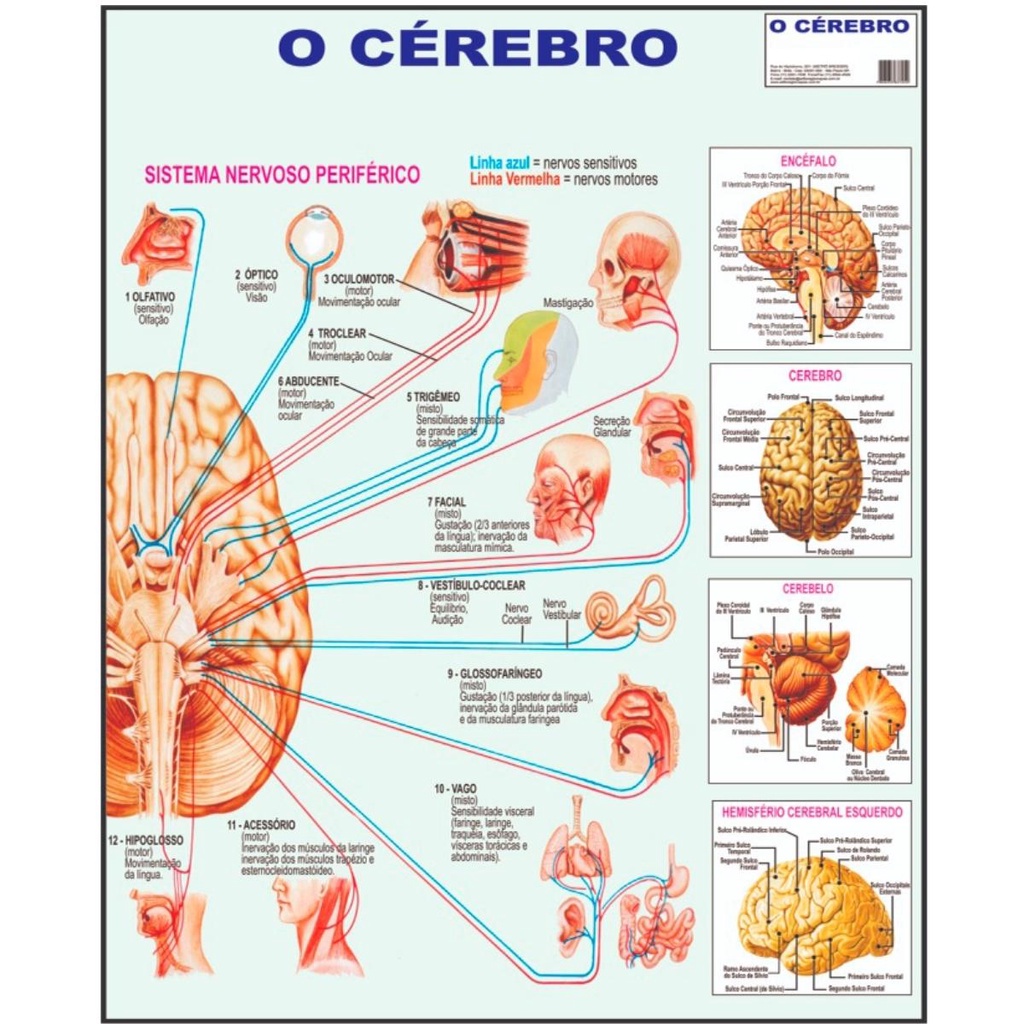 Cérebro Sistema Poster Mapa Anatomia Corpo Humano Medicina