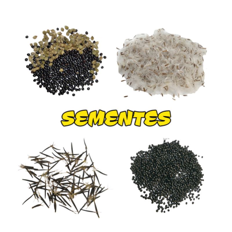 kit Sementes Pancs - Caruru / Serralha / Picão Preto / Beldroegão