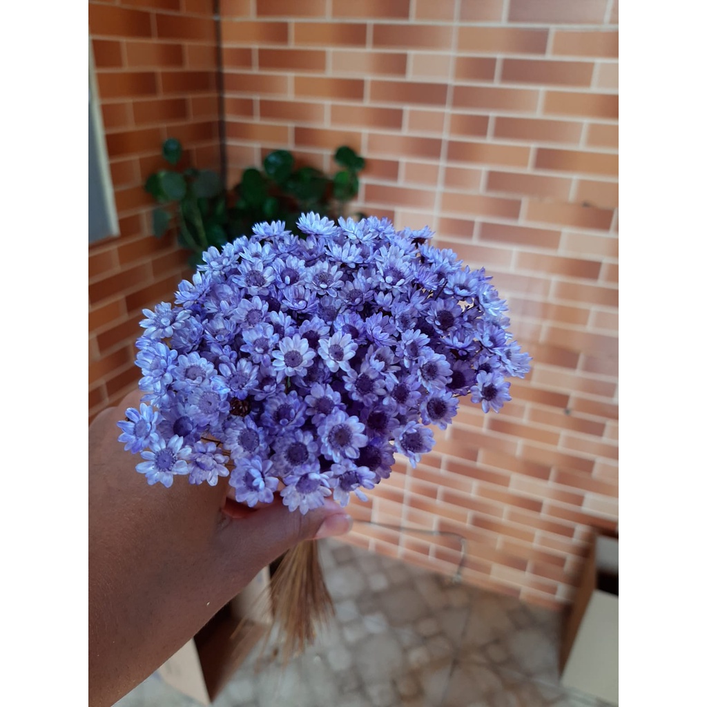 500 flores sempre vivas cor roxa tipo 1 EXTRAS | Shopee Brasil