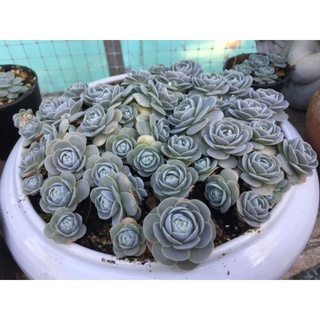 Suculenta Orostachys Furusei Pote11 Rosinha De Pedra Shopee Brasil