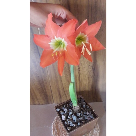 Semente Bulbo de Amarilis ou Açucena/ Tulipa brasileira | Shopee Brasil