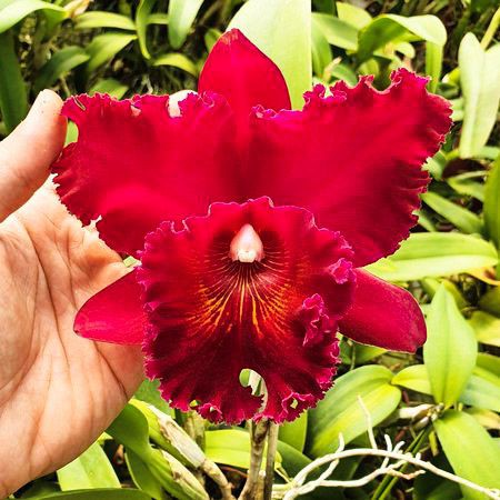 Muda Orquídea Cattleya Vermelha Bela Pronta Entrega | Shopee Brasil