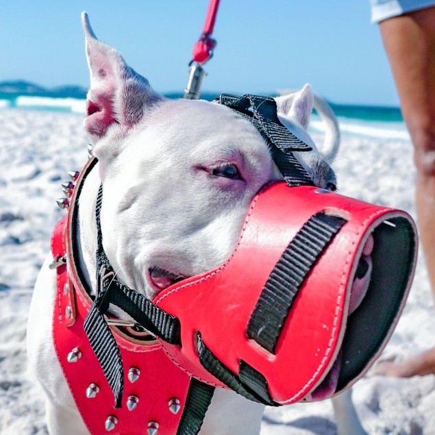 Chow Chow com Labrador: Onde Comprar | BuscaProdutos