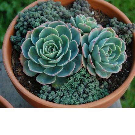 Vaso Decorativo de Barro - Comprar com Melhor Preço em Decoração