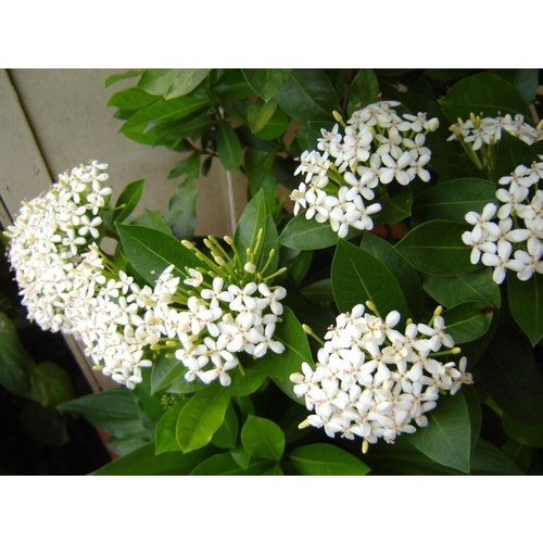 Mini Ixora Chinesa Branca 10 Sementes planta maravilhosa | Shopee Brasil