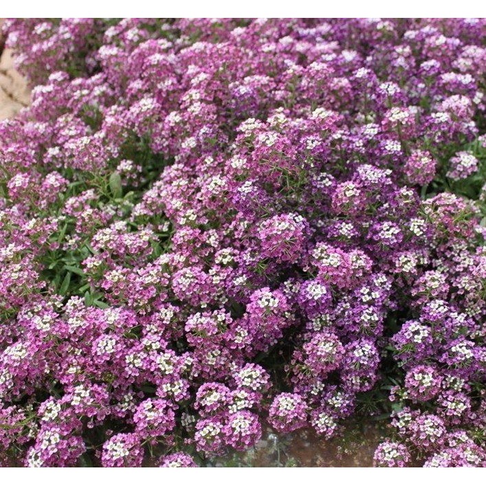 Semente de Alyssum Anão Roxo Carpet Violet Queen - Comum | Shopee Brasil