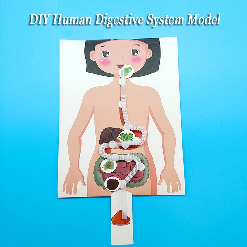 Kids DIY Human Digestive System Model Puzzle Crianças Educação Infantil Precoce Medicina Tecnologia De Iluminação Brinquedos