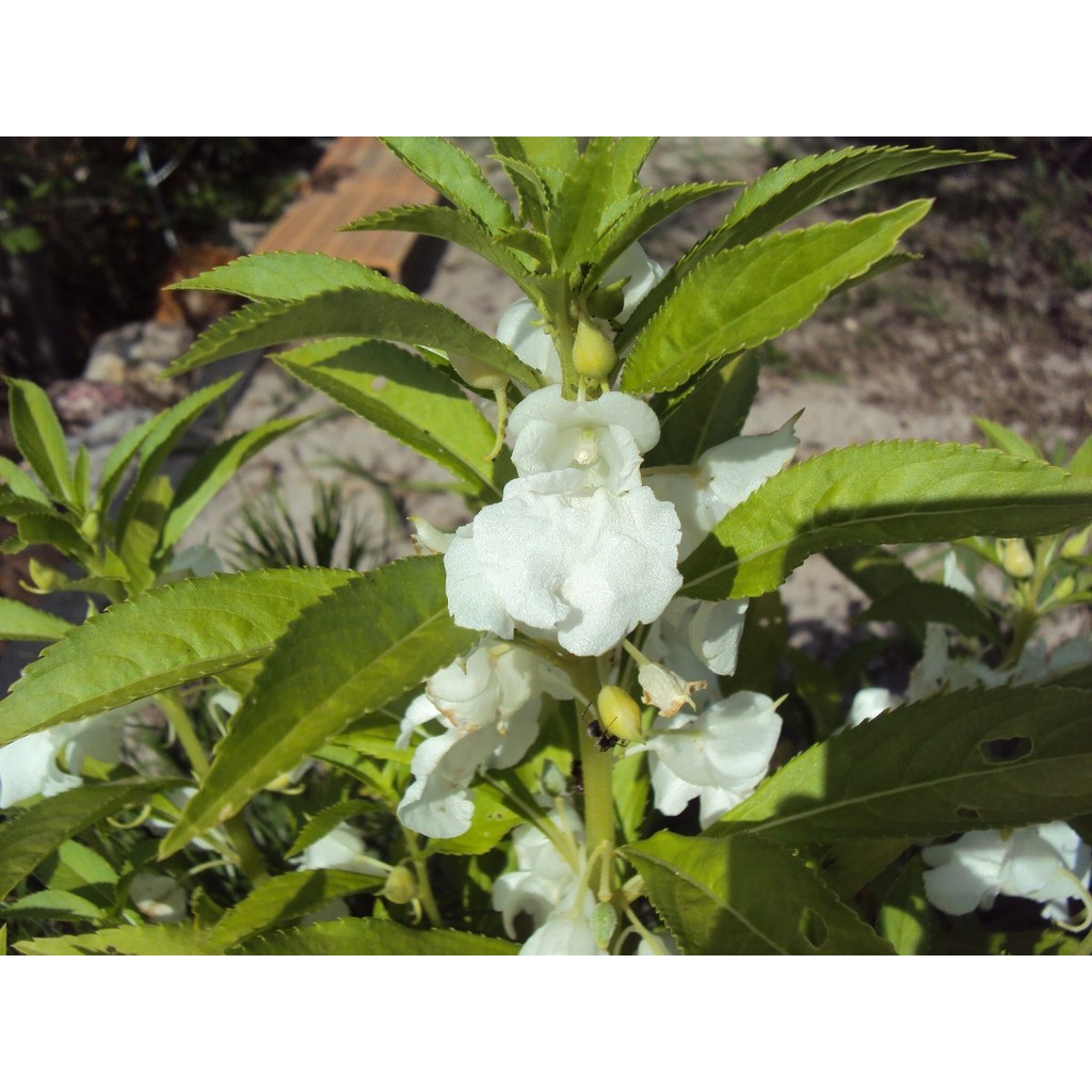300 Sementes De Beijo-de-Frade Branco (impatiens Balsamina) em Oferta na Shopee