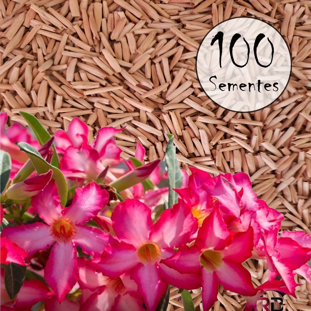 100 Sementes de Rosa do Deserto simples - 50 tons de Rosa em Oferta na Shopee