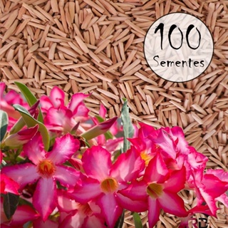 100 Sementes de Rosa do Deserto simples - 50 tons de Rosa em Oferta na Shopee