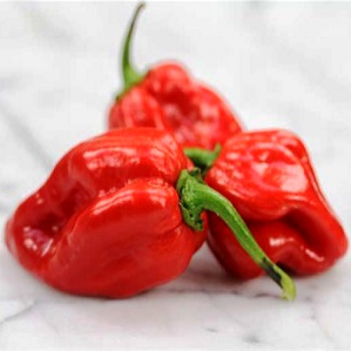 Pimenta Boyra Habanero Vermelha em Oferta na Shopee