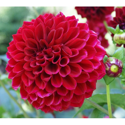 10 Sementes De Dalia Vermelha flor para jardim | Shopee Brasil