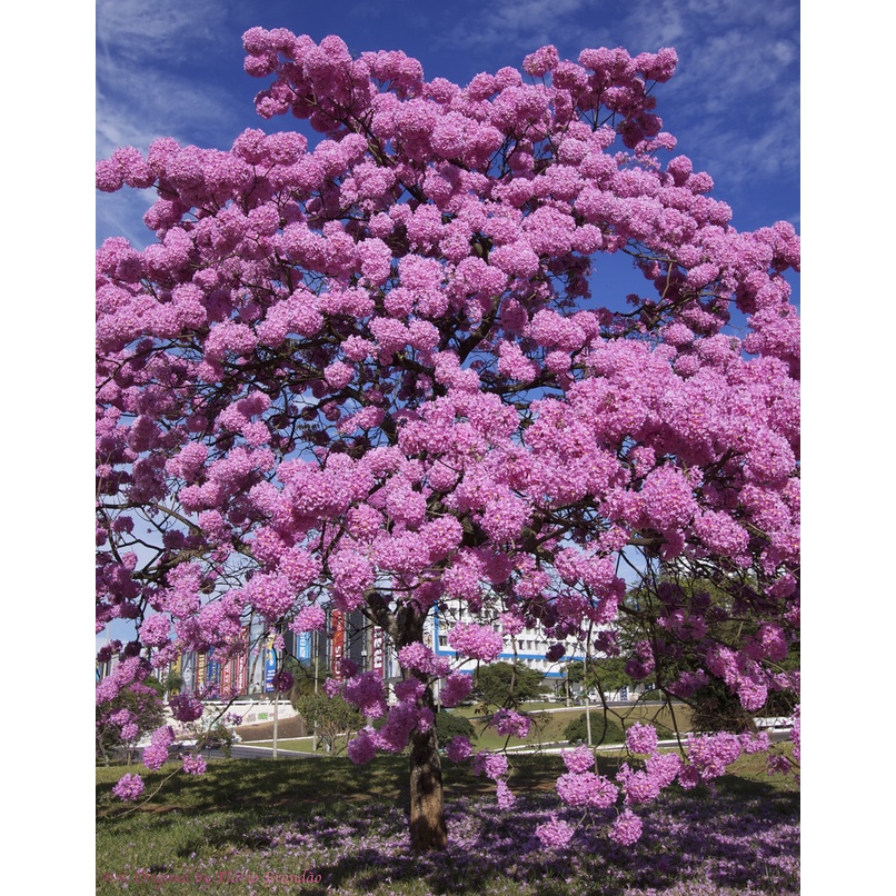 30 Sementes Ipê Rosa Tabebuia Pentaphylla Árvore Flor Jardim | Shopee ...