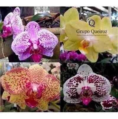 Orquídea Phalaenopsis Kit Com 05 Mudas | Shopee Brasil