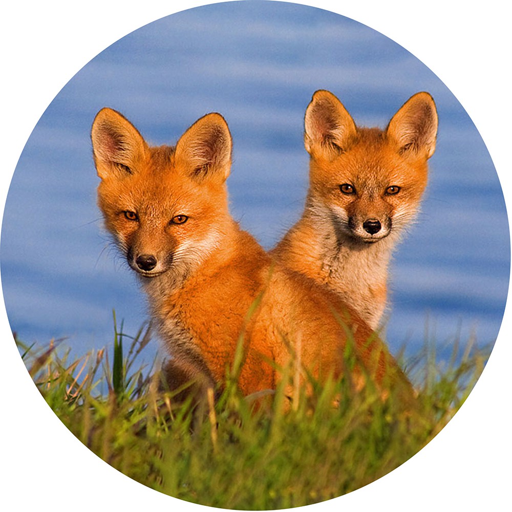 Capa de Estepe Pneu Especial para Crossfox Ecosport Fox Raposa 6