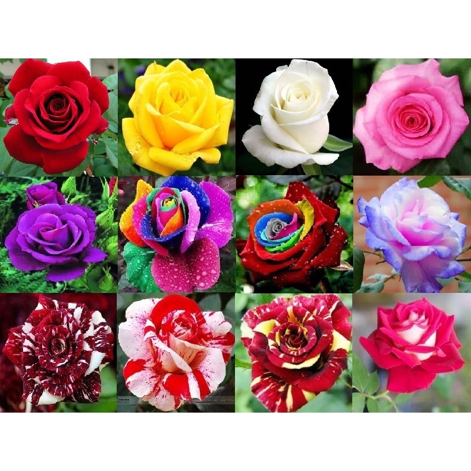 300 Sementes Sadias De Rosas Mto Raras Preta Arco-íris Verde 12cores