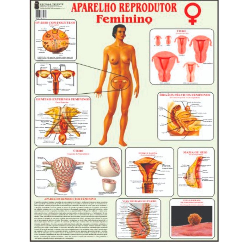 Reprodutor Feminino Poster Mapa Sistema Corpo Humano Medicina