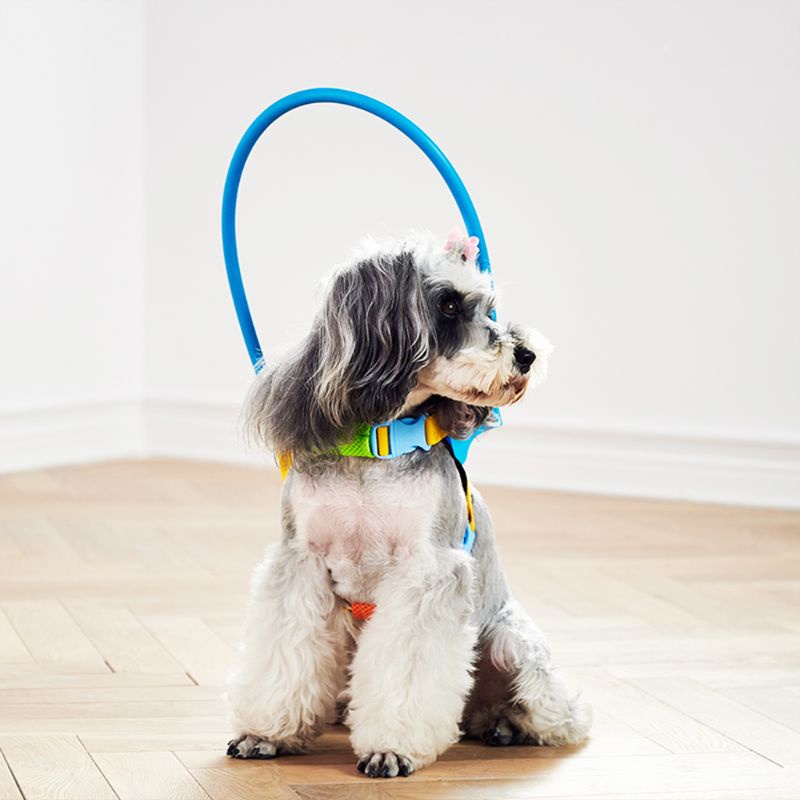 ING Acessórios Para Cães Cegos XXS L