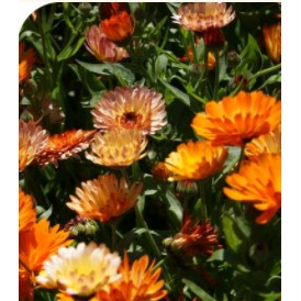 10 sementes da linda flor Calendula Pôr do Sol | Shopee Brasil