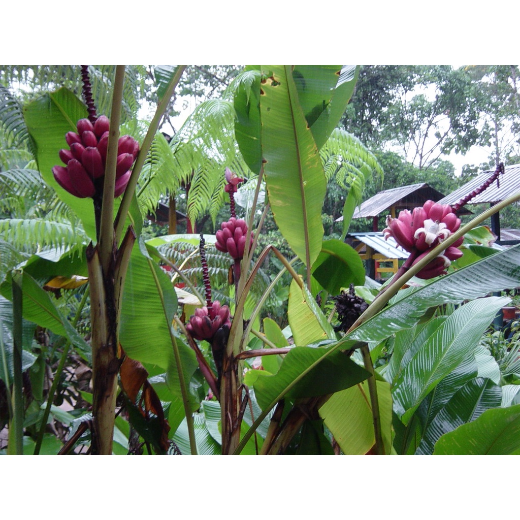 100 Sementes De Musa Velutina Banana De jardim Para Mudas Jardim Sitio  Horta Pomar | Shopee Brasil