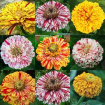 Zinnia Dahliaflora Sortida em Oferta na Shopee