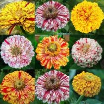 Zinnia Dahliaflora Sortida em Oferta na Shopee