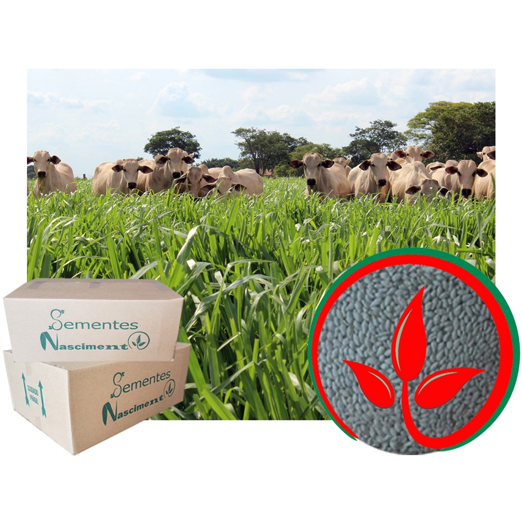 Sementes de capim aruana 2kg incrustadas exelente para formar pastagem em piquetes