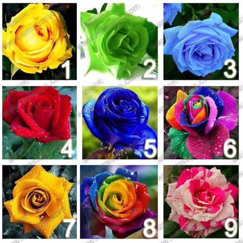 15 Sementes De Rosas Verde Amarela Azul Rosa E Outras | Shopee Brasil