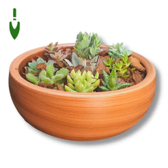Vaso Bacia Arranjos de Cactos e Suculentas 26x10 Cor Tabaco