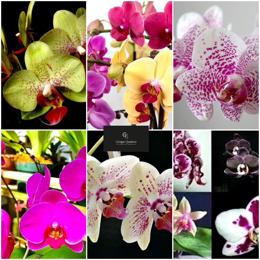 Kit 3 Orquídeas Phalaenopsis Adulta Flor Promoção Mais Musgo | Shopee Brasil