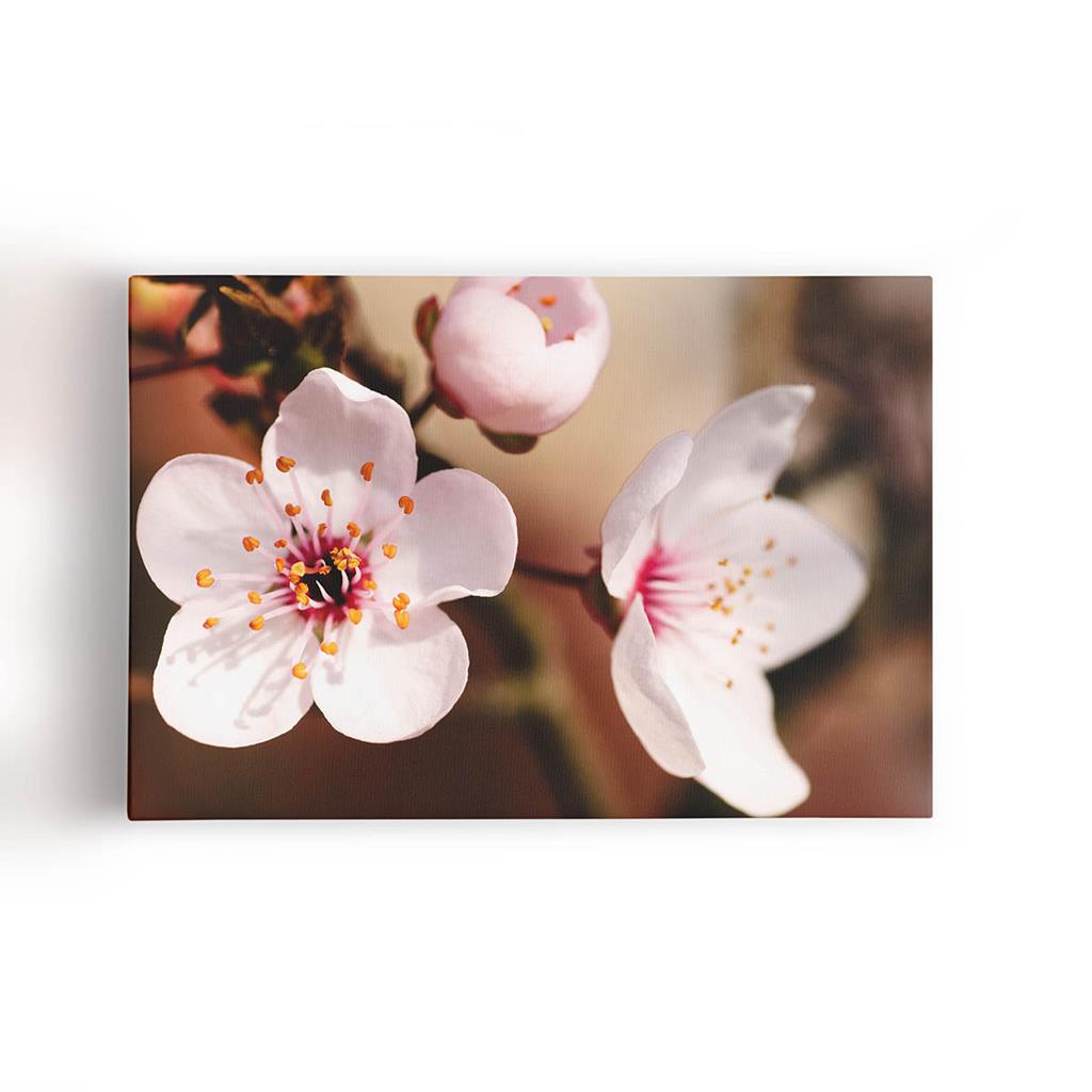 Cerejeira Okinawa Flores Fotografia Quadro
