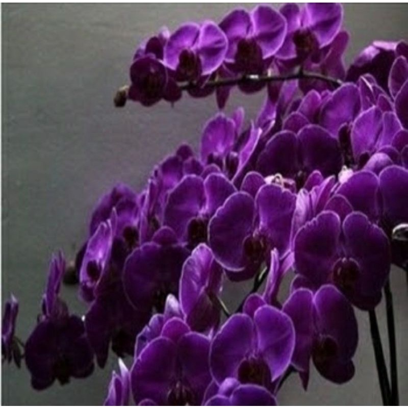 50 sementes de Orquídea roxa phaleonopolis | Shopee Brasil