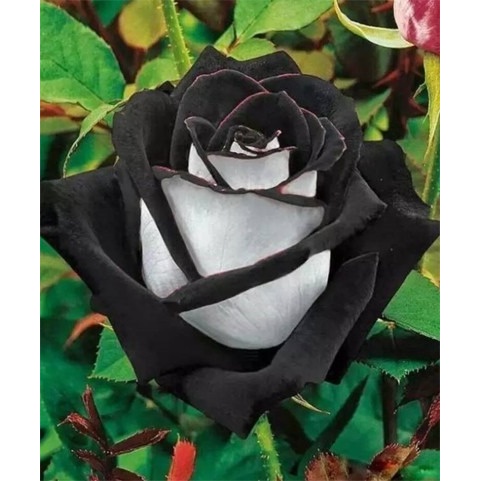 15 Sementes Sadias De Rosa Osiria Black - Negra - Exótica E Rara