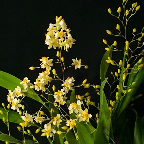 Adulta Orquídea 01 Twinkle Amarelo Colecionador Exótica e Linda | Shopee  Brasil