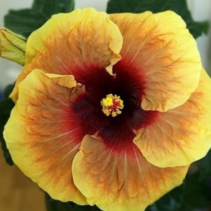 100pçs Sementes De Flor Hibisco Gigante Flor Coral Raro | Shopee Brasil