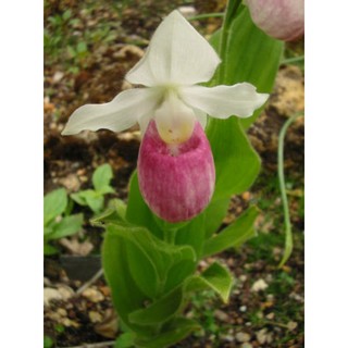 30 Sementes Raras orquídea sapatinho de anjo rosa p xaxim jardim interior  exterior | BeeCost