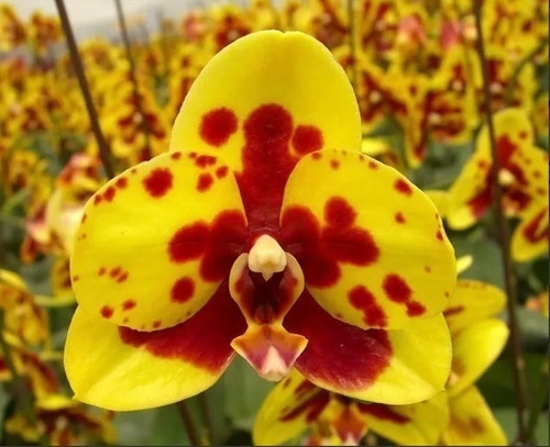 Orquidea Phalaenopsis Lindas Varias Cores Promocao C/10 | Shopee Brasil