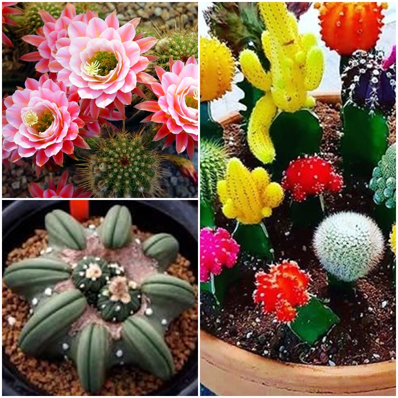 Mini Cactos Raros 400 Sementes +  Gotejador ! T3