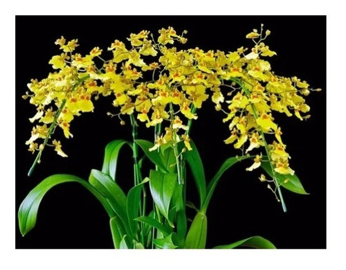 Orquídea Oncidium Chuva De Ouro ( Adulta ) | Shopee Brasil