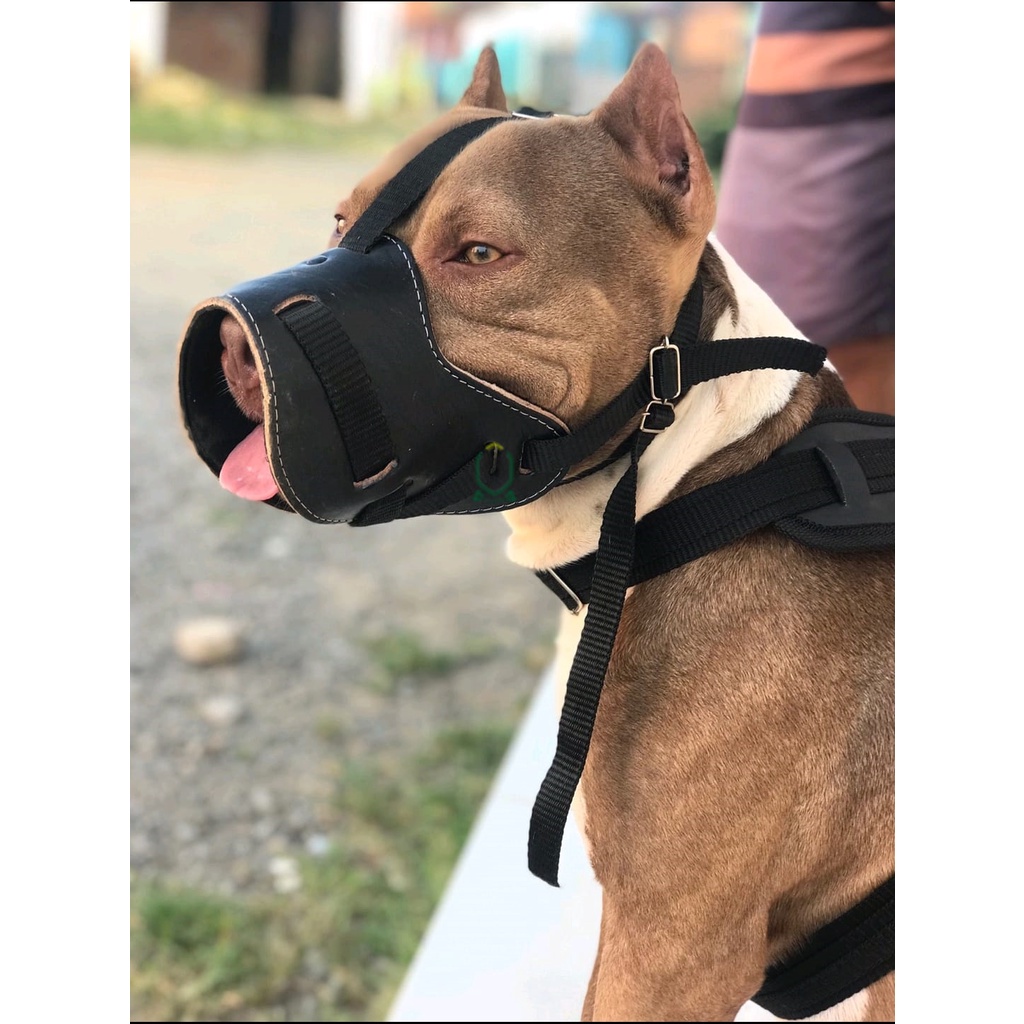 Focinheira Cachorros médio e grande Labrador Golden Pastor Alemão Dobermann Akita Alemão Cane Corso