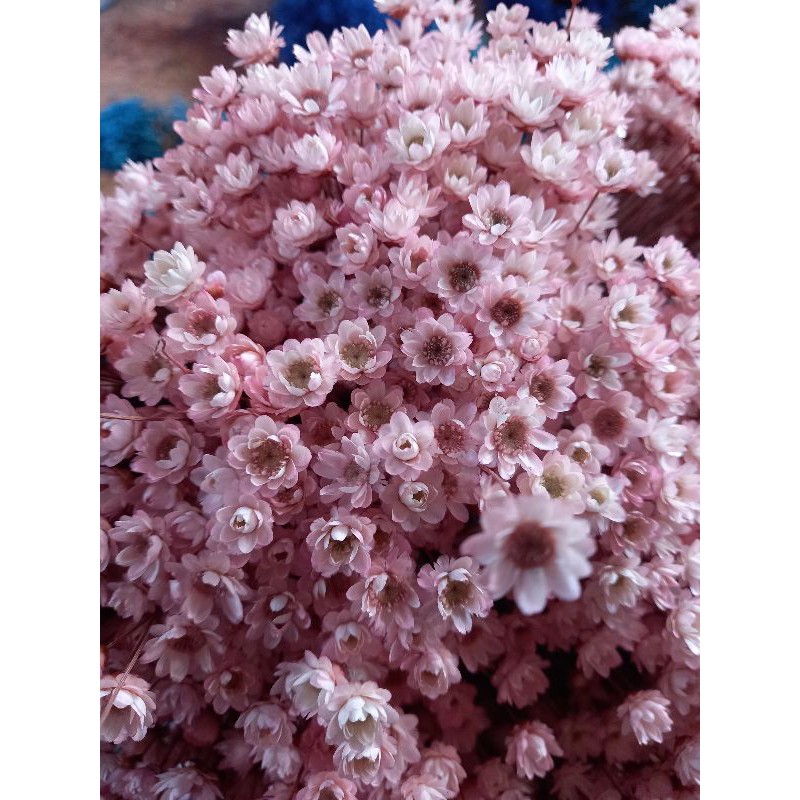 Sempre Viva Rosa Bebê , Rosê Ou Pink , Kit Ate 1.200 Flores — R$ 18,00 em Shopee, 55% OFF