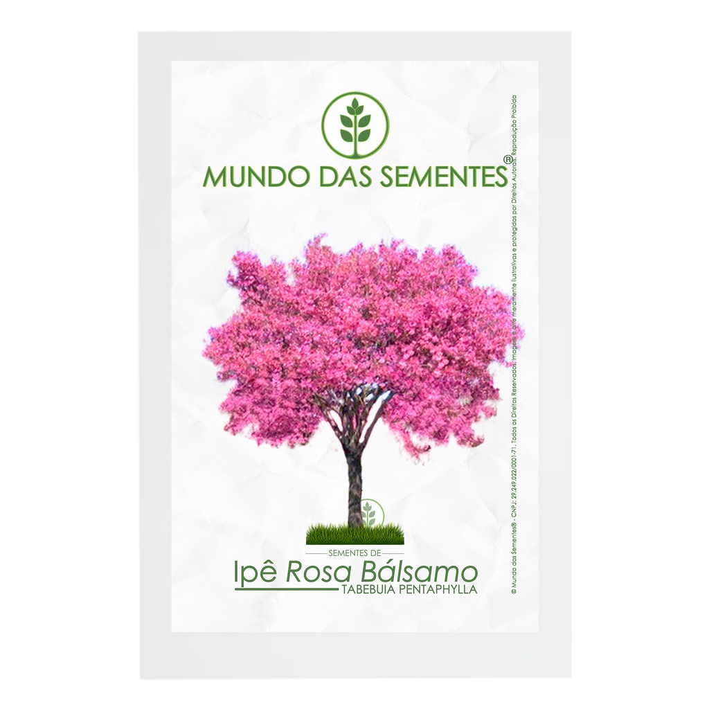 100 Sementes de Ipê Rosa Bálsamo Tabebuia pentaphylla Original Premium - Mundo das Sementes®