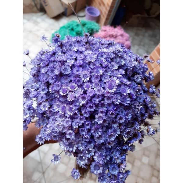  flores lilas tipo 1 EXTRAS líder em envios | Shopee Brasil