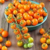 900 Sementes de Tomate Cereja Laranja Blue Line 2g saladas cozinha