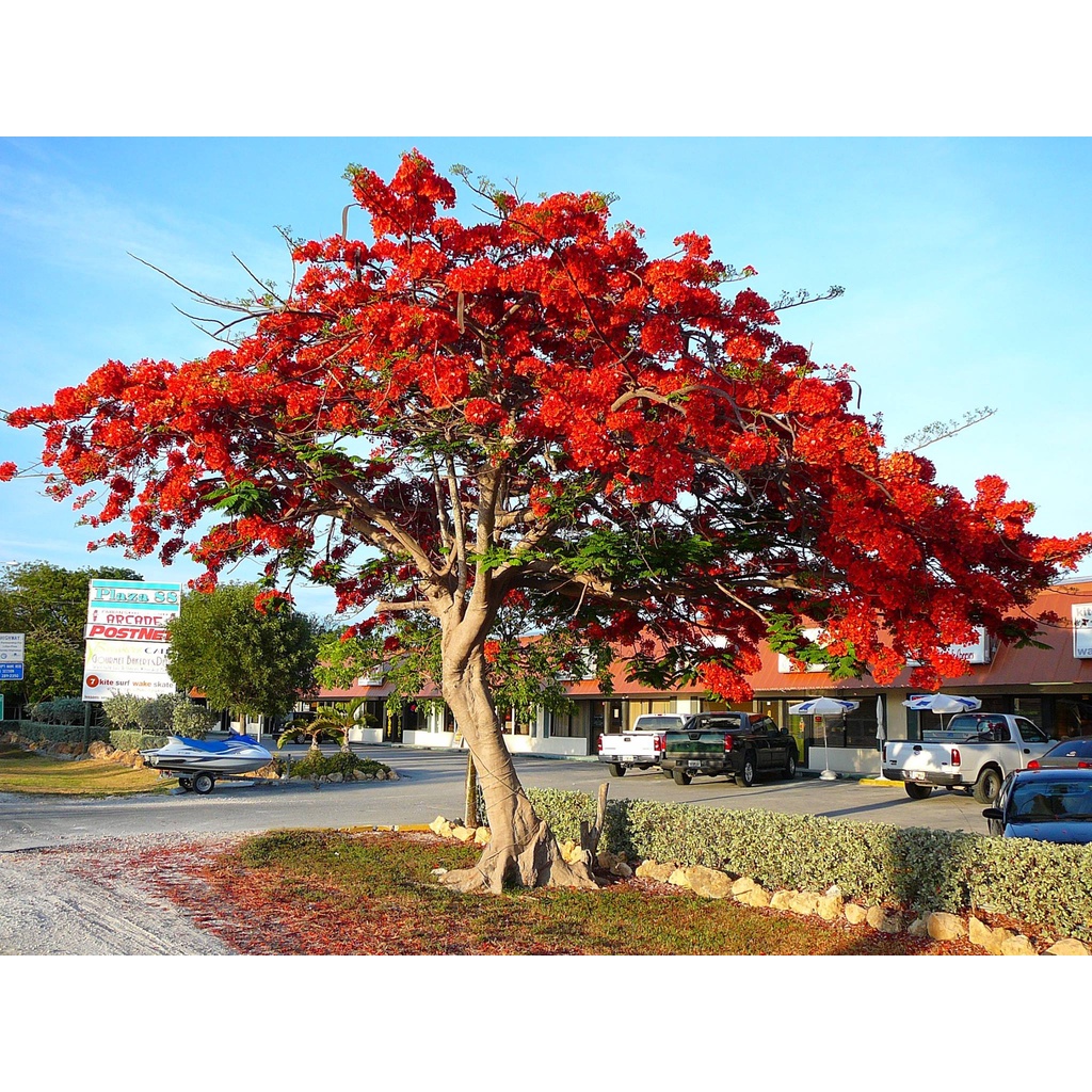 30 Sementes Flamboyant Vermelho Delonix Regia Para Mudas