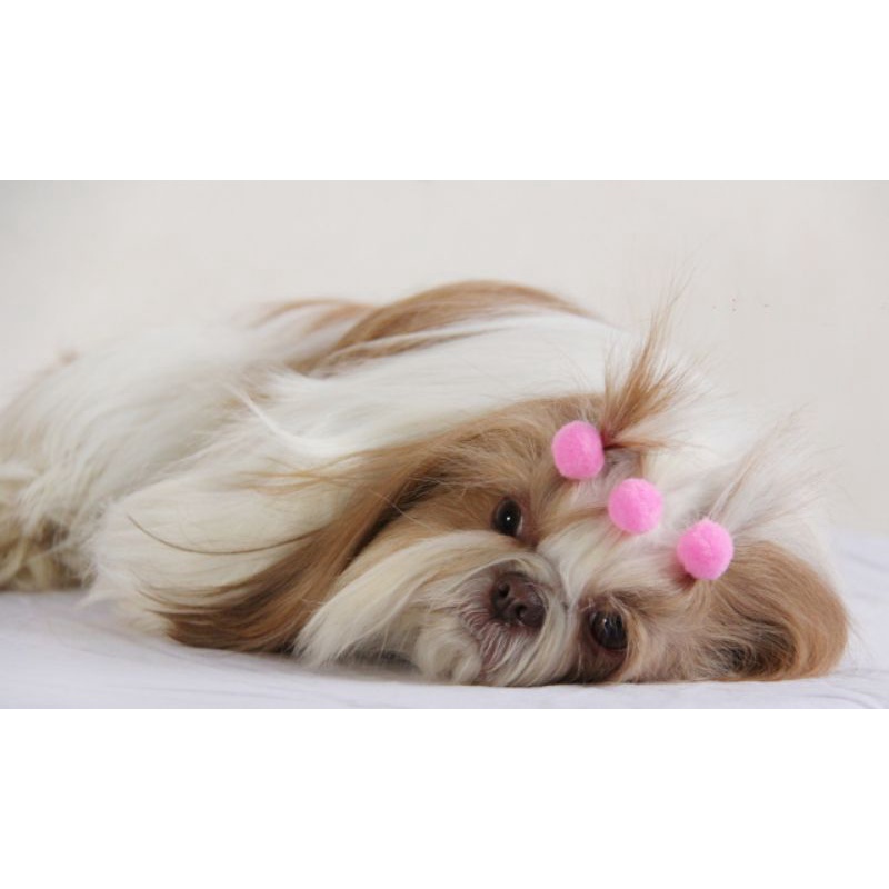 30 Unidades Pompom Para Penteado Banho E Tosa Pet Shop Shitzu Poodle | Shopee Brasil